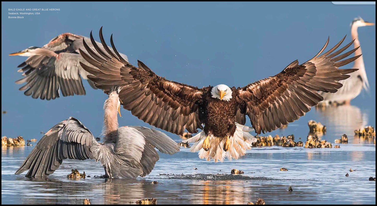 Journey into the Wild: Celebrating Nature's Best Photography