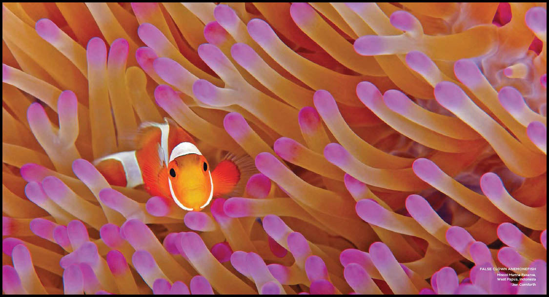 Journey into the Wild: Celebrating Nature's Best Photography
